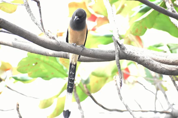 Oiseau Nature Faune Arbre Branche Animal Rouge Gorge Sauvage Oiseaux — Photo