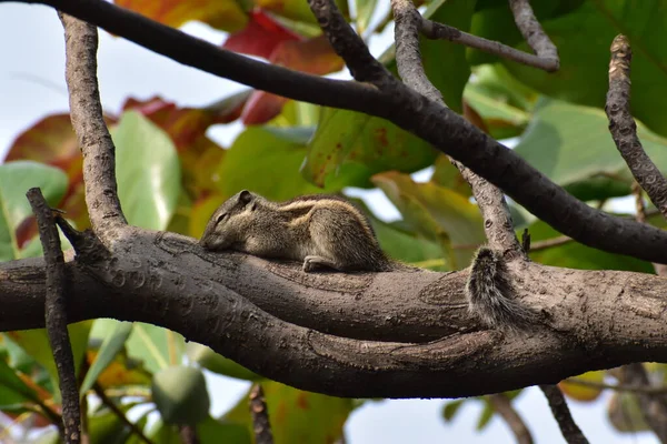 Niedliches Eichhörnchen Schläft Auf Einem Baum lizenzfreie Stockbilder