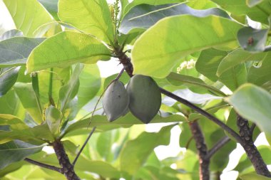 Sterculia foetida - Hint Vahşi Bademleri