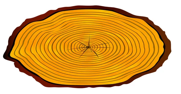 Section bûches sciées — Image vectorielle