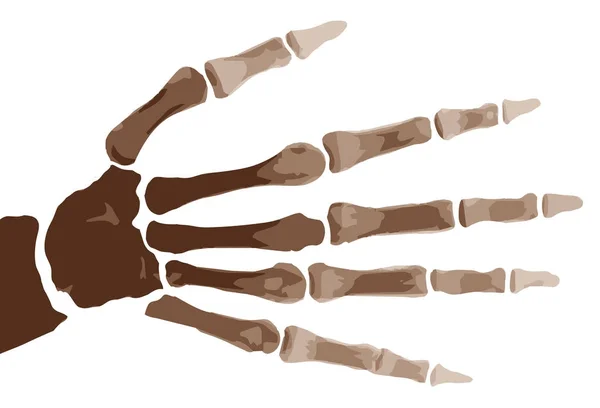 Izolované Boney ruka — Stockový vektor