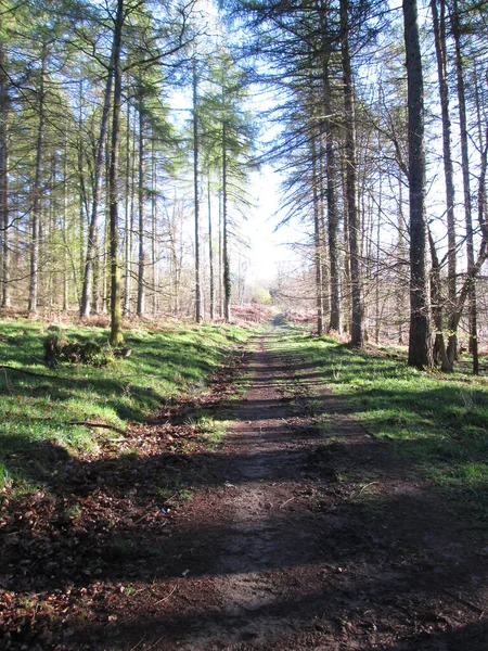 Long And Straight Forest Of Dean Walkway — 图库照片