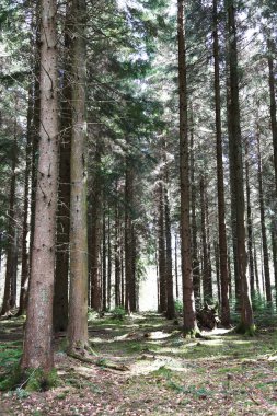 Tree Lined Path In The Forest Of Dean