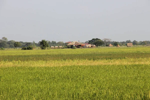 Campo de Paddy — Fotografia de Stock