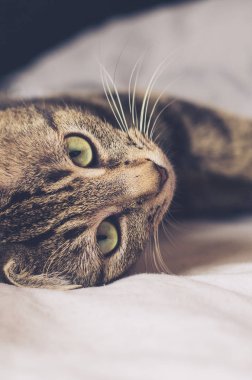 yatakta yatarken tekir kedi