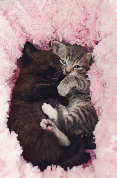 Kätzchen liegen im rosa Bett — Stockfoto