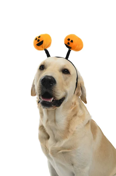 Cão em traje, cão com chifres de Halloween — Fotografia de Stock