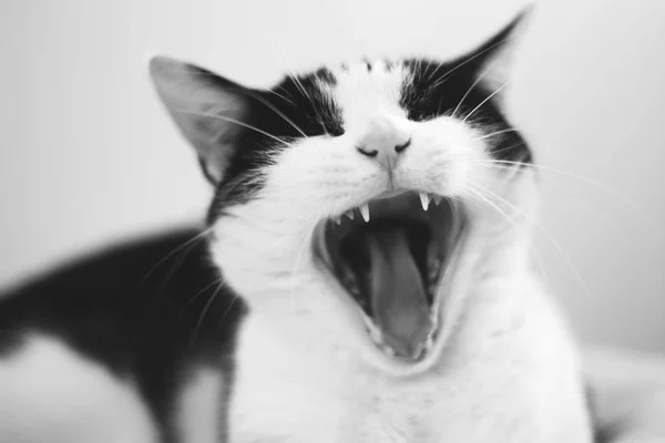 Bostezo gato blanco y negro — Foto de Stock