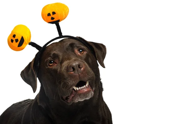 Cão com traje de Halloween Fotos De Bancos De Imagens