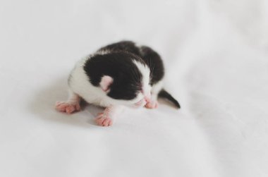 güzel küçük kör kedi yavrusu