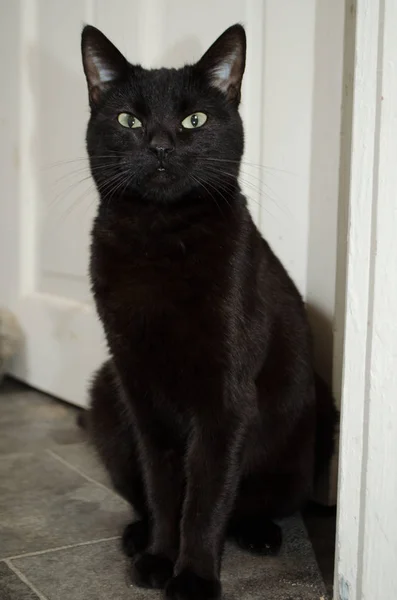 바닥에 앉아 있는 검은 고양이 — 스톡 사진
