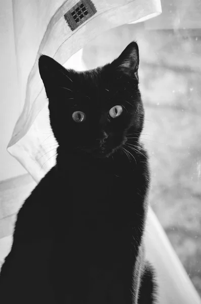 Gato preto e uma cortina de rede — Fotografia de Stock