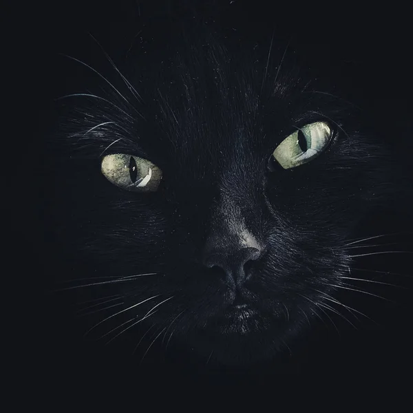 Closeup portret van het gezicht van een zwarte katten — Stockfoto