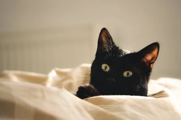 Gato negro en una cama — Foto de Stock