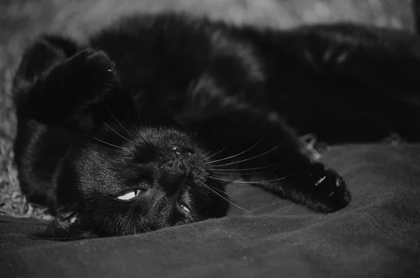 Czarny kot leżący nogami — Zdjęcie stockowe