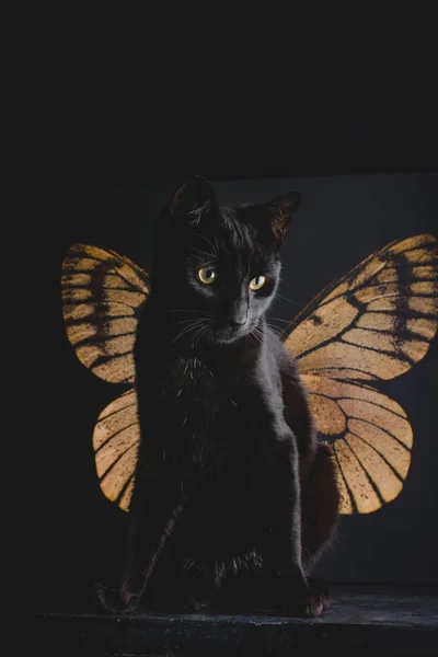 Anjo gato borboleta surreal — Fotografia de Stock
