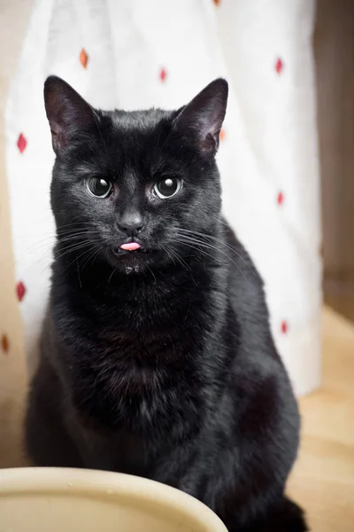 Gato preto água potável — Fotografia de Stock