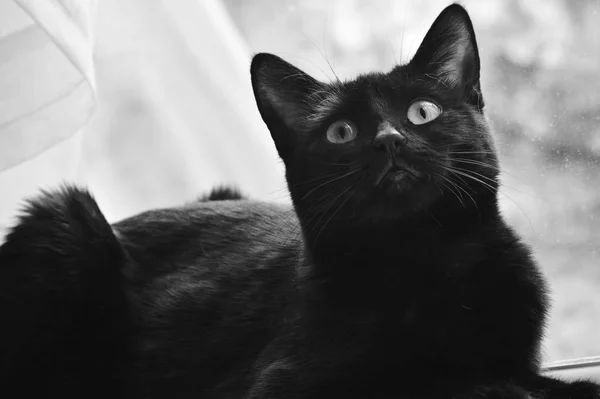 Black cat looking up — Stock Photo, Image