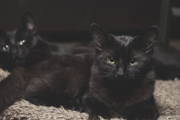 Chat noir frères et sœurs — Photo