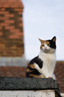 Çatıda oturan üç renkli kedi 