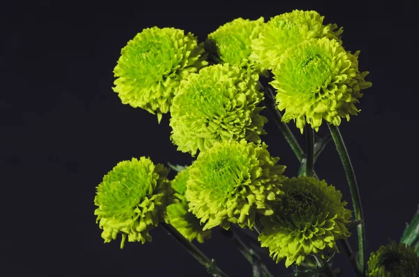 緑の菊の花束 — ストック写真