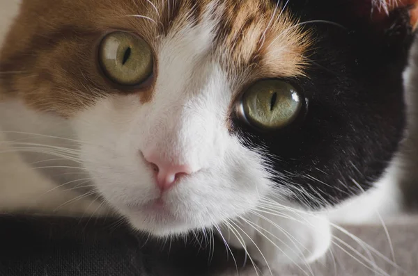 Gato descansando sua cabeça em sua pata — Fotografia de Stock