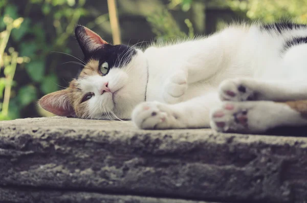 Hermoso calico gato acostado en la piedra — Foto de Stock