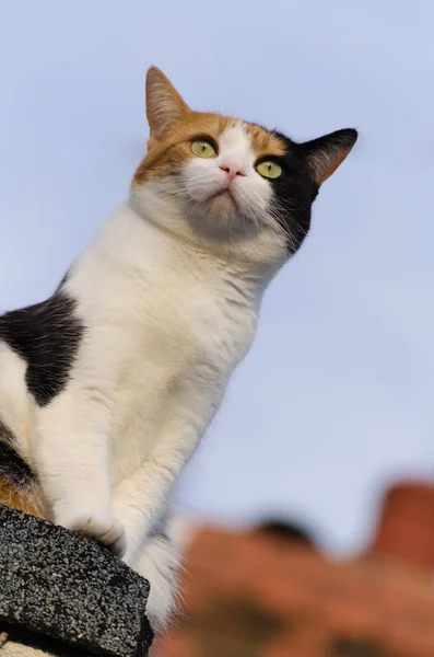 Kat op het dak — Stockfoto