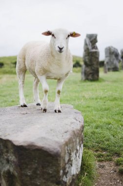 sheep at avebury clipart