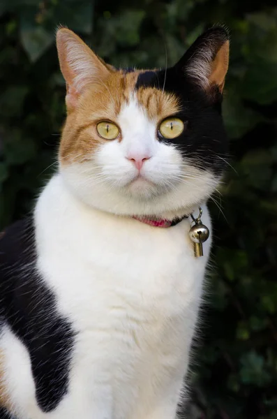 Bonito calico gato vestindo um colar — Fotografia de Stock