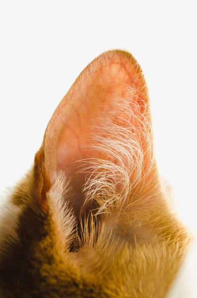 Gember oranje kat oor — Stockfoto