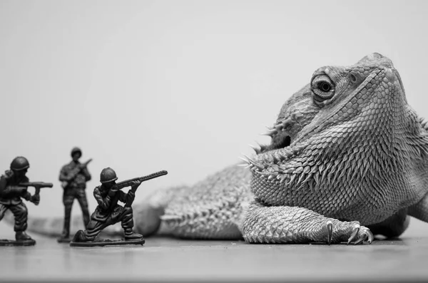 Bärtiger Drachenmonster-Dinosaurier — Stockfoto