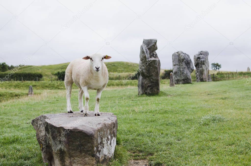 sheep at avebury