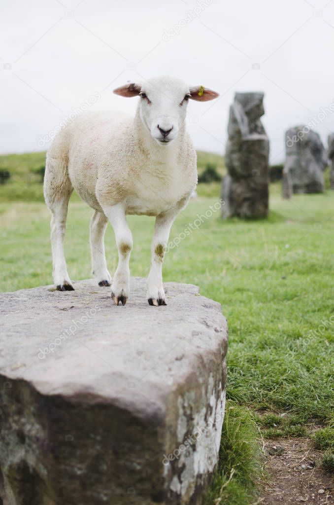 sheep at avebury