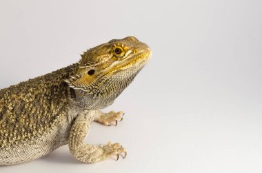 sürüngen evcil hayvan, izole üzerinde beyaz arka plan