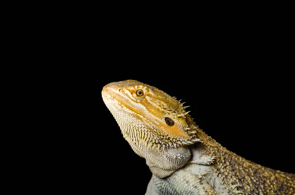 Bearded dragons profile on black background — Stock Photo, Image