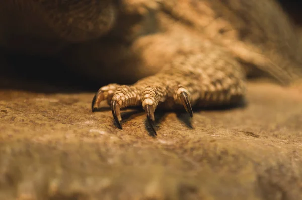 Reptilien Fuß, Krallen, bärtige Drachen Krallen Nahaufnahme — Stockfoto