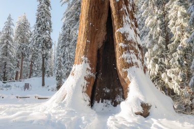 Dev Sekoya ağaçları Kings Kanyon ve Sequoia National Park 