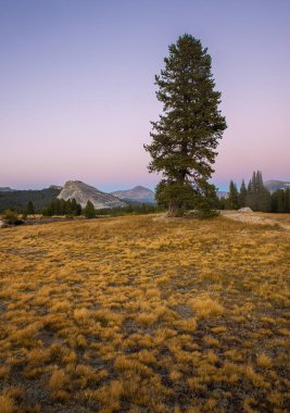 Tuolumne Meadow Yosemite clipart