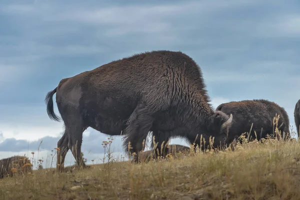 Wild Bison in the park — Stock Photo, Image