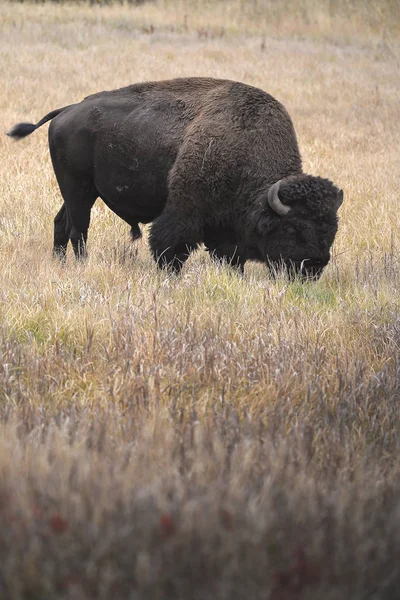 Wild Bison en el parque — Foto de Stock