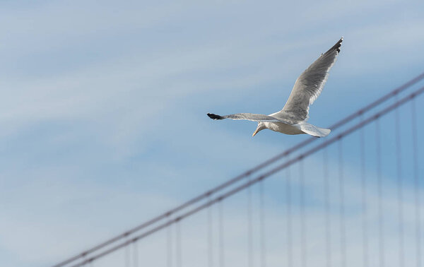 Seagull flying over the ocean along Golden Gate Bridge