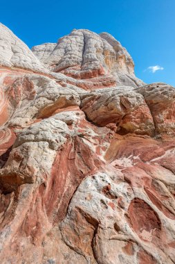 Beyaz Pocker, Arizona