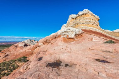 Beyaz Pocker, Arizona