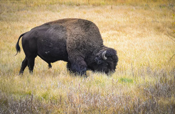 Wild Bison en el parque — Foto de Stock