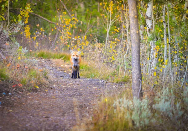 Raposa Vermelha no Parque Nacional Grand Teton — Fotografia de Stock