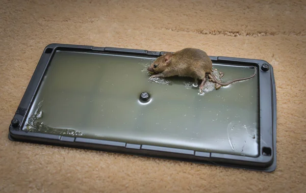 Mouse Trap Glue — Stock Photo, Image