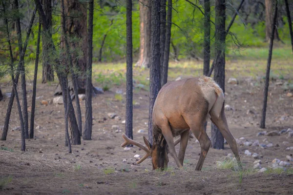 Alce salvaje en el parque nacional — Foto de Stock