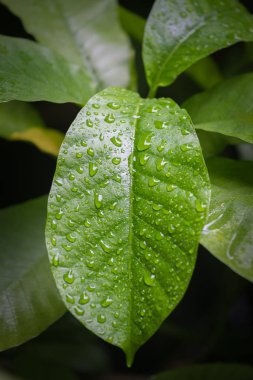 Yeşil yaprak ve su damlaları
