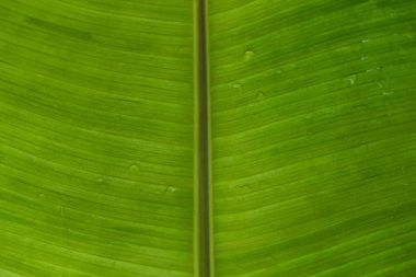 muz yaprağı arka plan